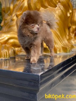 POMERANİAN BOO TEDDYBEAR 2