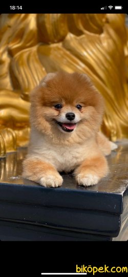 POMERANİAN BOO TEDDYBEAR 1