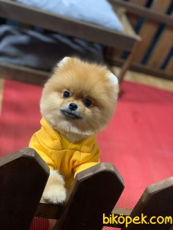 POMERANİAN BOO AYI SURAT 2