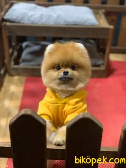 POMERANİAN BOO AYI SURAT 1