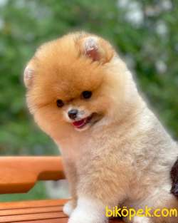 Pomeranian Boo Teddybear 3
