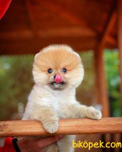 Pomeranian Boo Teddybear 1