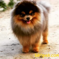 POMERANİAN BOO TEDDYBEAR BLACK AND TAN 3