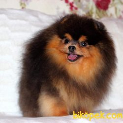POMERANİAN BOO TEDDYBEAR BLACK AND TAN 2