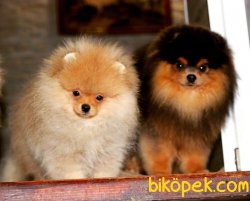 POMERANİAN BOO TEDDYBEAR BLACK AND TAN 1