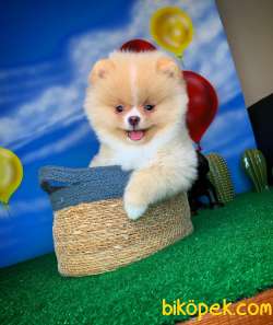 Pomeranian Boo Teddybear YARIŞMA DÜZEYİNDE Oğlumuz ŞANSLI 4