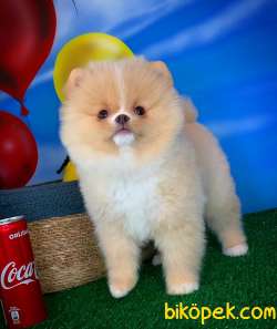 Pomeranian Boo Teddybear YARIŞMA DÜZEYİNDE Oğlumuz ŞANSLI 5
