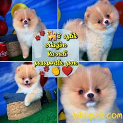 Pomeranian Boo Teddybear YARIŞMA DÜZEYİNDE Oğlumuz ŞANSLI 1
