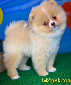 Pomeranian Boo Teddybear YARIŞMA DÜZEYİNDE Oğlumuz ŞANSLI 3