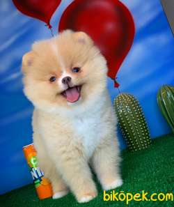 Pomeranian Boo Teddybear YARIŞMA DÜZEYİNDE Oğlumuz ŞANSLI 2