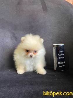 POMERANİAN BOO TEDY BEAR IRK GARANTİLİ TESLİM 3