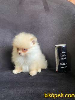 POMERANİAN BOO TEDY BEAR IRK GARANTİLİ TESLİM 5
