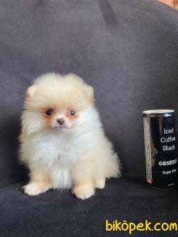 POMERANİAN BOO TEDY BEAR IRK GARANTİLİ TESLİM 2