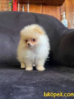 POMERANİAN BOO TEDY BEAR IRK GARANTİLİ TESLİM 4