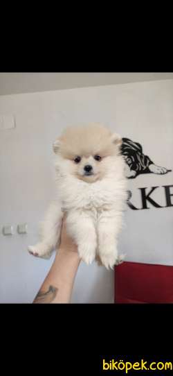 POMERANİAN BOO TEDY BEAR SURAT