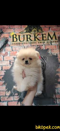 POMERANİAN BOO TEDY BEAR SURAT 2