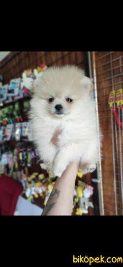 POMERANİAN BOO TEDY BEAR SURAT 3