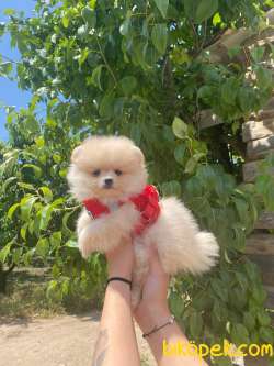 POMERANİAN BOO TEDY BEAR SURAT IRK GARANTİLİ TESLİM