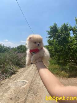POMERANİAN BOO TEDY BEAR SURAT IRK GARANTİLİ TESLİM 4