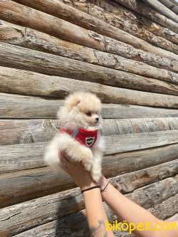 POMERANİAN BOO TEDY BEAR SURAT IRK GARANTİLİ TESLİM 2