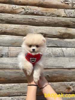 POMERANİAN BOO TEDY BEAR SURAT IRK GARANTİLİ TESLİM 5