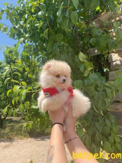 POMERANİAN BOO TEDY BEAR SURAT IRK GARANTİLİ TESLİM 3