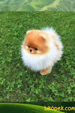 Pomeranian Boo Tedy Bear Yavrularımız Evinizin Neşesi Olacaktır 5