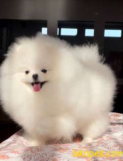 Pomeranian Boo Tedy Bear Yavrularımız Evinizin Neşesi Olacaktır