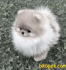 Pomeranian Boo Tedy Bear Yavrularımız Evinizin Neşesi Olacaktır 2