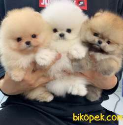 Pomeranian Boo Tedy Bear Yavrularımız Evinizin Neşesi Olacaktır 3