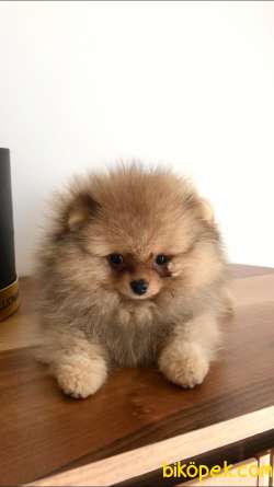 Pomeranian Boo Tedybear Orjinal Safkan 1