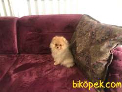 Pomeranian Boo Tedybear Orjinal Safkan 2