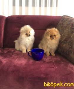 Pomeranian Boo Tedybear Orjinal Safkan 3
