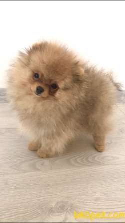 Pomeranian Boo Tedybear Orjinal Safkan 4