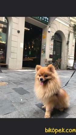 POMERANİAN BOO TİLKİ SURAT 1