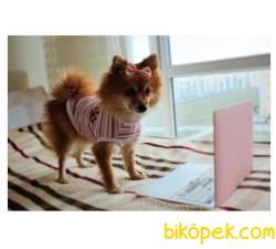 POMERANİAN BOO TİLKİ SURAT 3