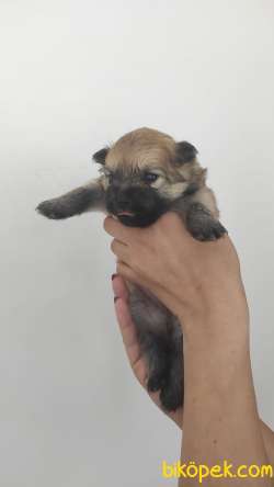 POMERANİAN BOO TİLKİ SURAT 4