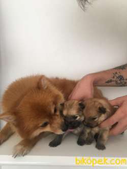 POMERANİAN BOO TİLKİ SURAT 5