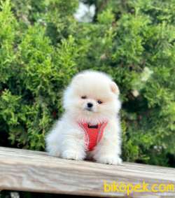 Pomeranian Boo Wc Eğitimli MİCROCHİPLİ Pasaportlu 4