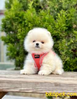Pomeranian Boo Wc Eğitimli MİCROCHİPLİ Pasaportlu 2