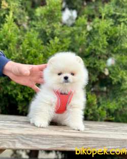 Pomeranian Boo Wc Eğitimli MİCROCHİPLİ Pasaportlu 3
