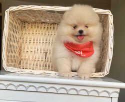 Pomeranian Boo Yavrular 4