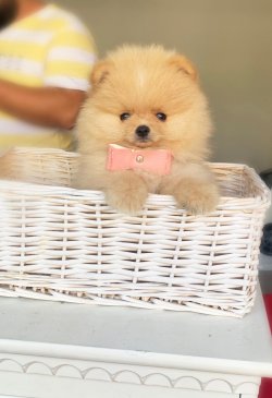 Pomeranian Boo Yavrular 1