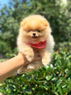 Pomeranian Boo Yavrular 2