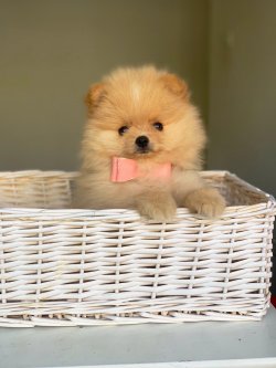 Pomeranian Boo Yavrular 3