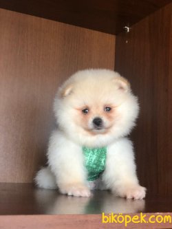 POMERANİAN BOO YAVRULAR 2