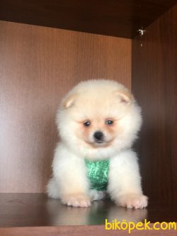 POMERANİAN BOO YAVRULAR 4