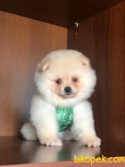 POMERANİAN BOO YAVRULAR 1