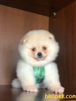 POMERANİAN BOO YAVRULAR 3