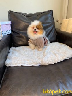 POMERANİAN BOO YAVRULAR 3